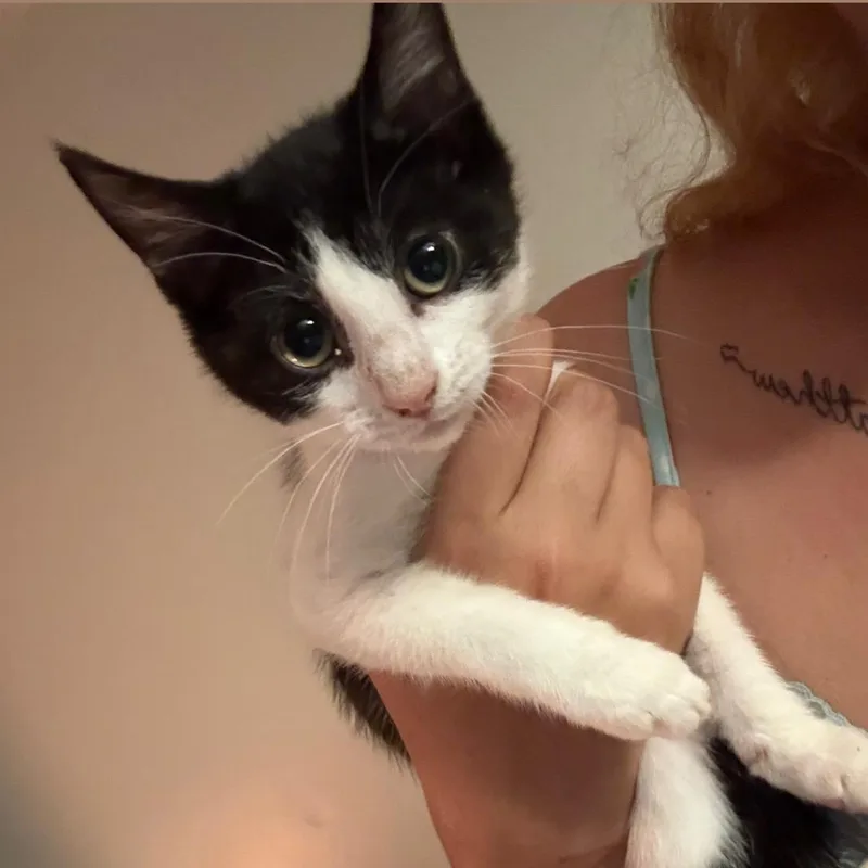 A baby small-sized female Black & White / Tuxedo Tuxedo cat named Strawberry Milkshake for adoption in Wanaque, NJ