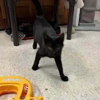 A young medium-sized male Black Domestic Short Hair cat named Bagel & Lox for adoption in Braintree, MA