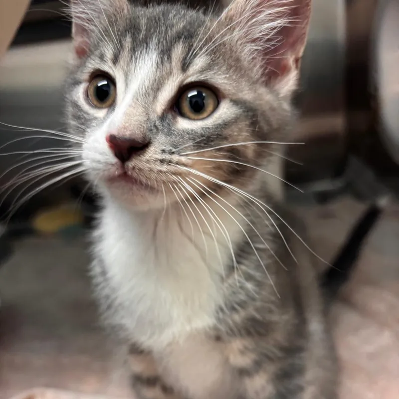 A baby small-sized male Gray / Blue / Silver Domestic Short Hair cat named Chalupa for adoption in Philadelphia, PA