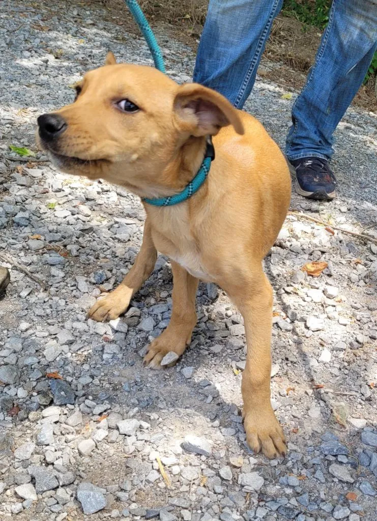 A baby medium-sized male Mixed Breed dog named Tonka for adoption in Lawrenceburg, TN