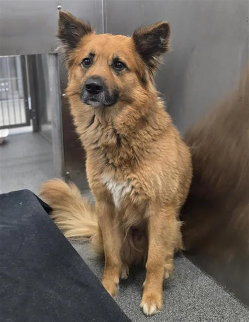 An adult large-sized male Mixed Breed dog named Squid for adoption in Dallas, TX