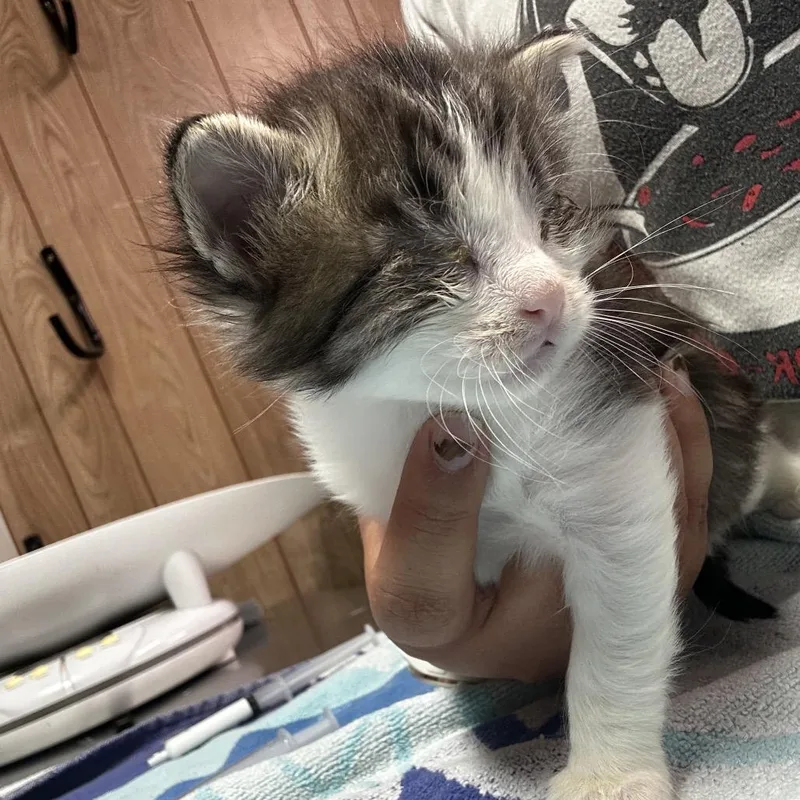 Dane