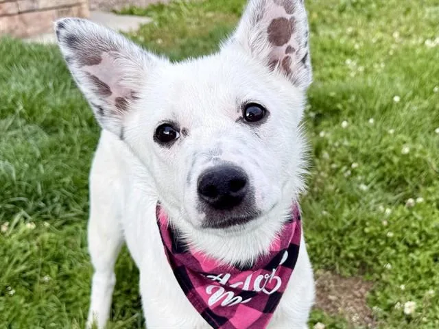 A young small-sized female Border Collie dog named Regina for adoption in Pueblo, CO