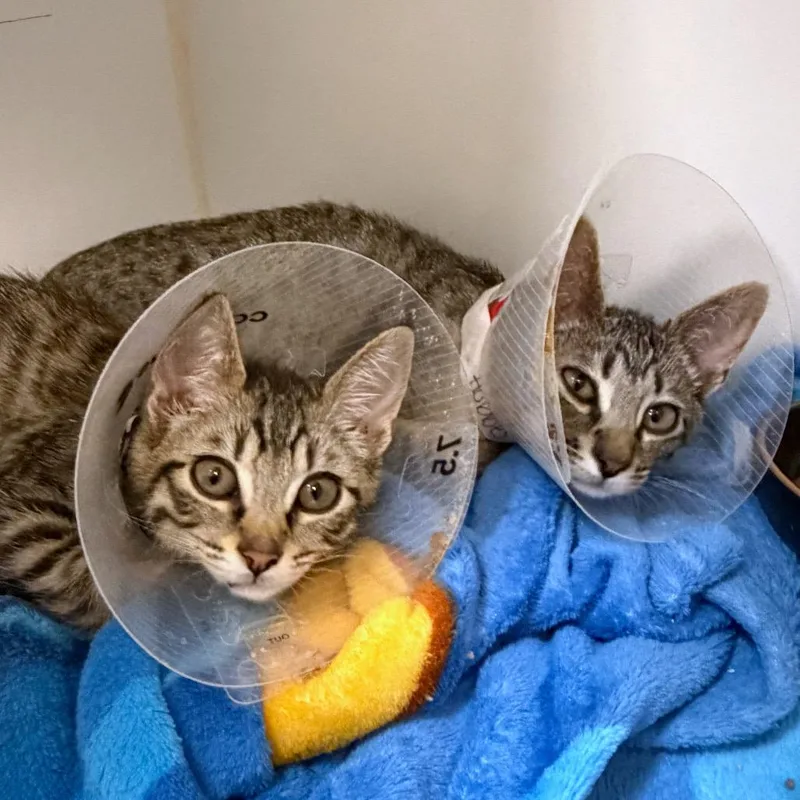 A baby small-sized male Brown / Chocolate Domestic Short Hair cat named Calvin for adoption in Woodinville, WA
