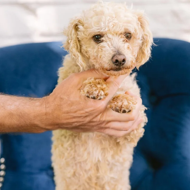 An adult small-sized male Miniature Poodle dog named Harold for adoption in Zionsville, IN