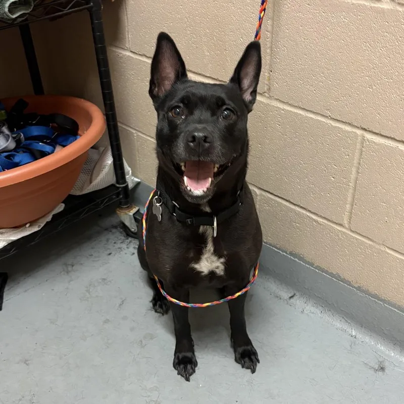 An adult medium-sized female Black Mixed Breed dog named Flower for adoption in Tacoma, WA