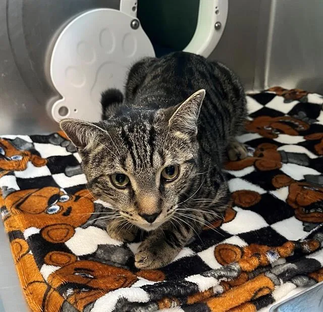 A young medium-sized male Domestic Short Hair cat named Healey for adoption in Boston, MA