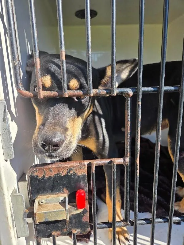 An adult medium-sized female Black Mixed Breed dog named Jasmine for adoption in Mobile, AL