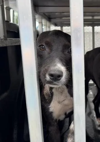 A baby small-sized female Pit Bull Terrier dog named Flora for adoption in Panama City, FL