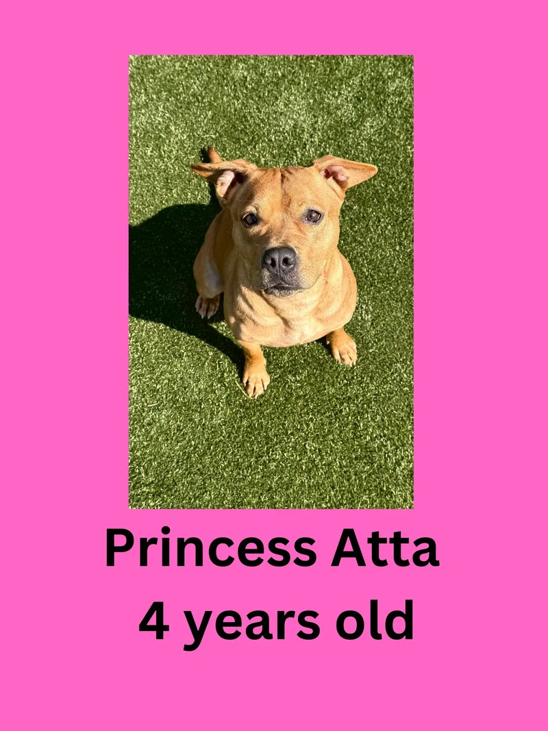 An adult medium-sized female Pit Bull Terrier dog named Princess Atta for adoption in Ravenna, OH