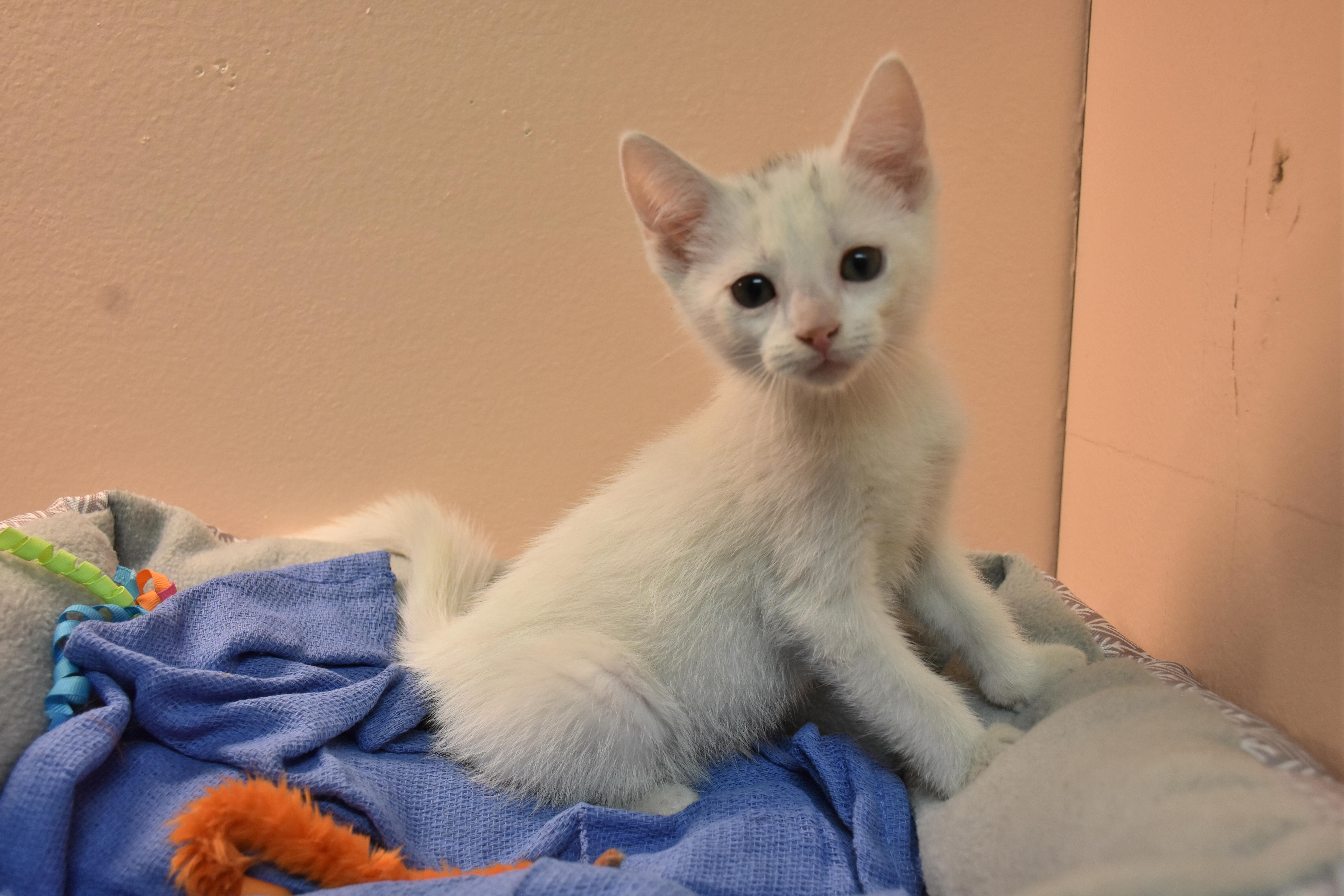 A baby small-sized male White Domestic Short Hair cat named Asiago for adoption in North Judson, IN