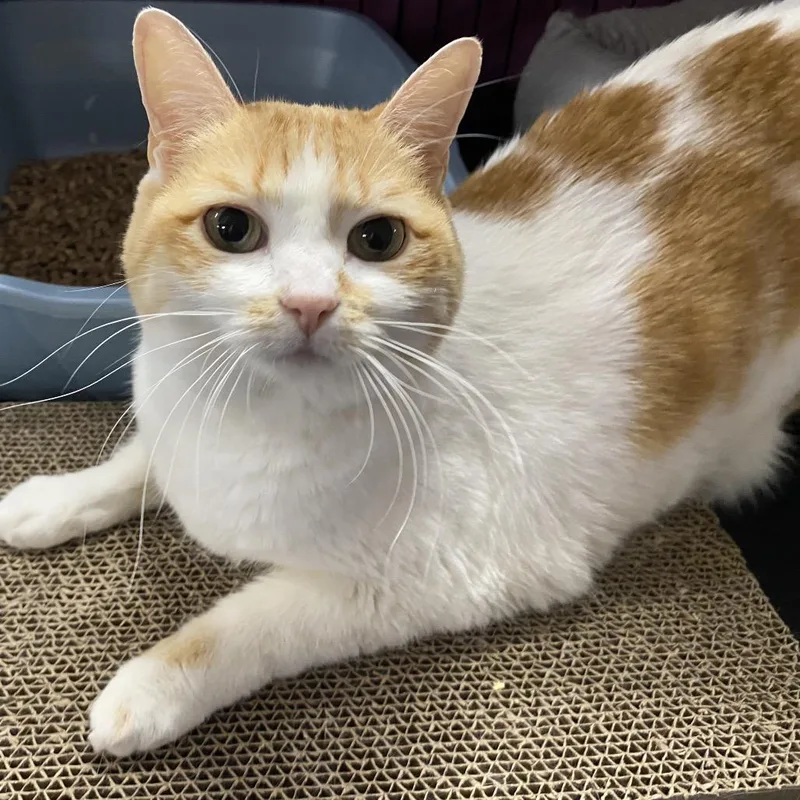 A senior small-sized female Orange / Red Domestic Medium Hair cat named Brigid for adoption in North Branford, CT