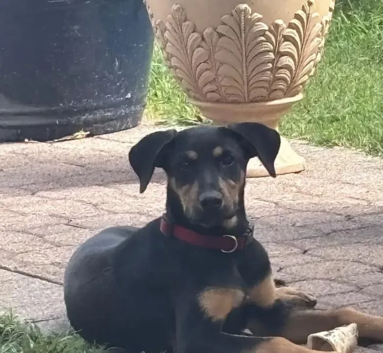 A baby large-sized male Black Doberman Pinscher dog named Maddox for adoption in Polk, OH