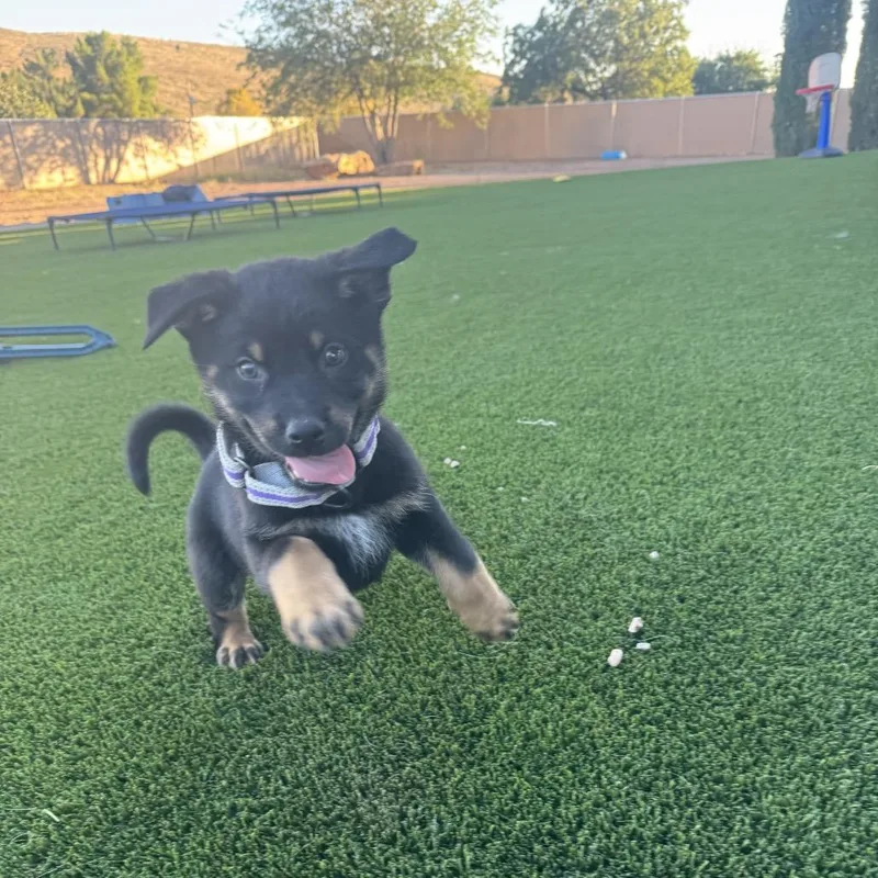 A baby medium-sized male Black Australian Cattle Dog / Blue Heeler dog named Odie for adoption in St. George, UT