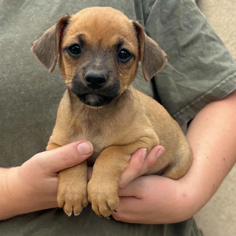 A baby small-sized male Cairn Terrier dog named Jack for adoption in Brentwood, CA