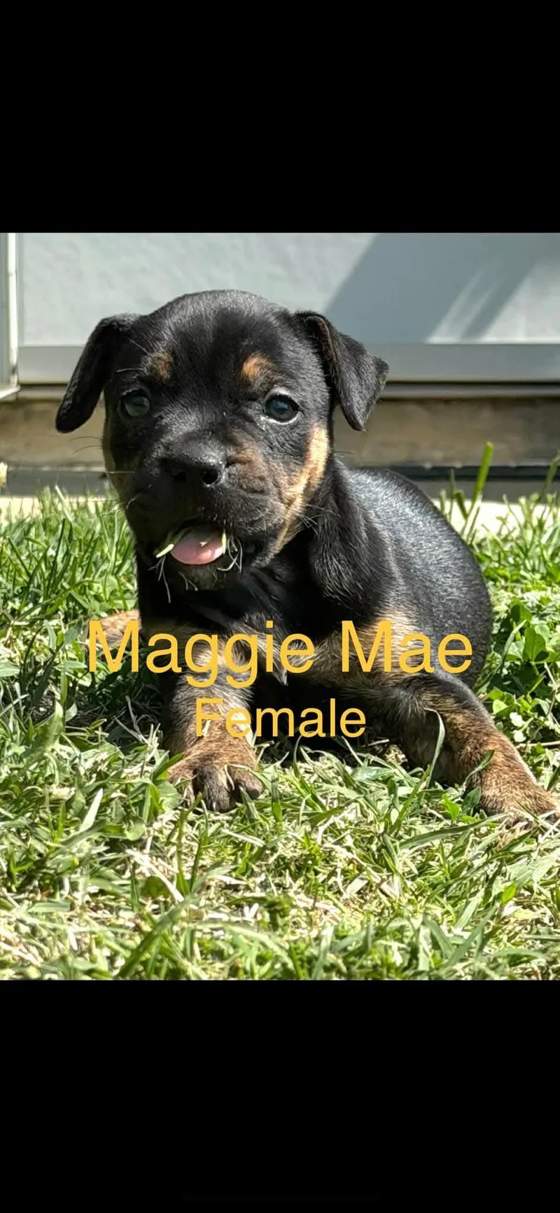 A baby medium-sized female Mixed Breed dog named Maggie for adoption in Harrodsburg, KY