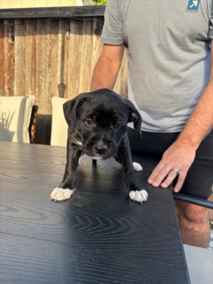 A baby small-sized male Staffordshire Bull Terrier dog named Levi for adoption in Santa Cruz, CA