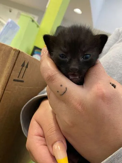 A baby small-sized female Domestic Short Hair cat named Buttercup for adoption in Daytona Beach, FL