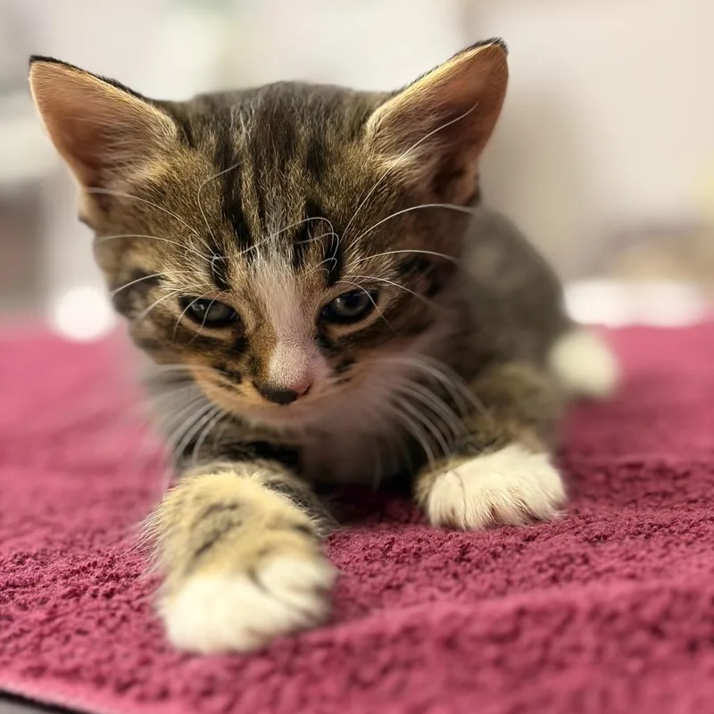 A baby small-sized female Brown / Chocolate Domestic Medium Hair cat named Pinto Bean for adoption in Newark, NJ
