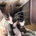 A baby small-sized male Black Domestic Short Hair cat named Charity for adoption in Kansas City, MO