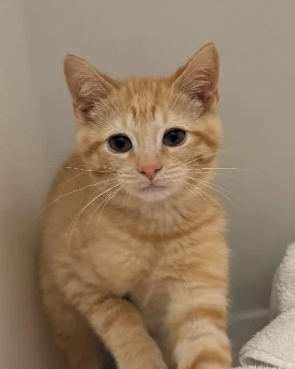 A baby medium-sized male Domestic Short Hair cat named Nettle for adoption in Canton, GA