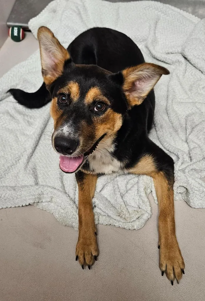 A baby medium-sized female German Shepherd Dog dog named Rory for adoption in Sherwood, AR