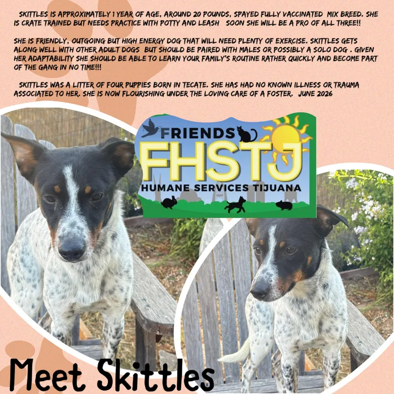 A young small-sized female White / Cream Mixed Breed dog named Skittles for adoption in San Ysidro, CA