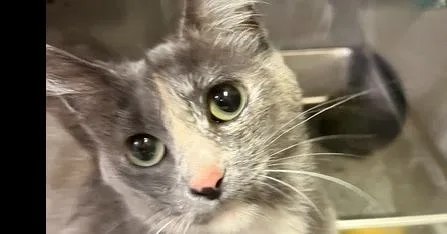 An adult medium-sized female Gray / Blue / Silver Domestic Short Hair cat named Momma Flora for adoption in Anoka, MN