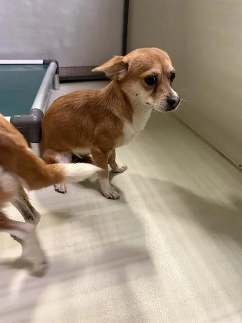 A young small-sized female Chihuahua dog named Marie for adoption in Bakersfield, CA