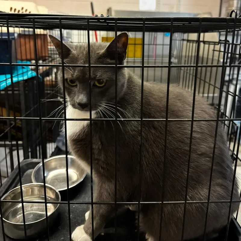 An adult large-sized male American Shorthair cat named Riley for adoption in Lancaster, SC