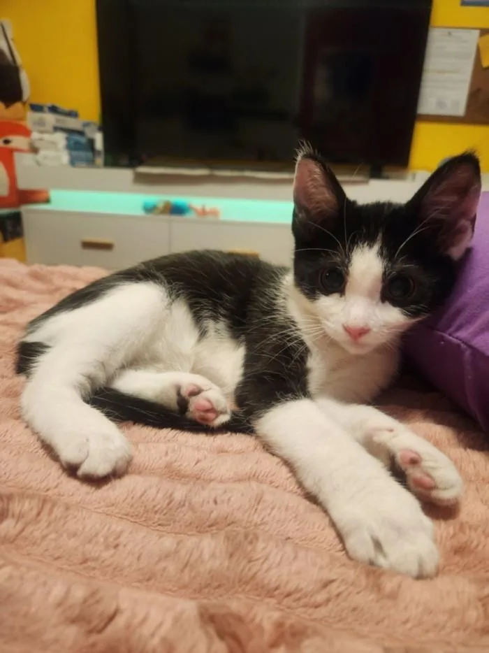 A baby small-sized female Domestic Short Hair cat named Mikey for adoption in Burbank, CA