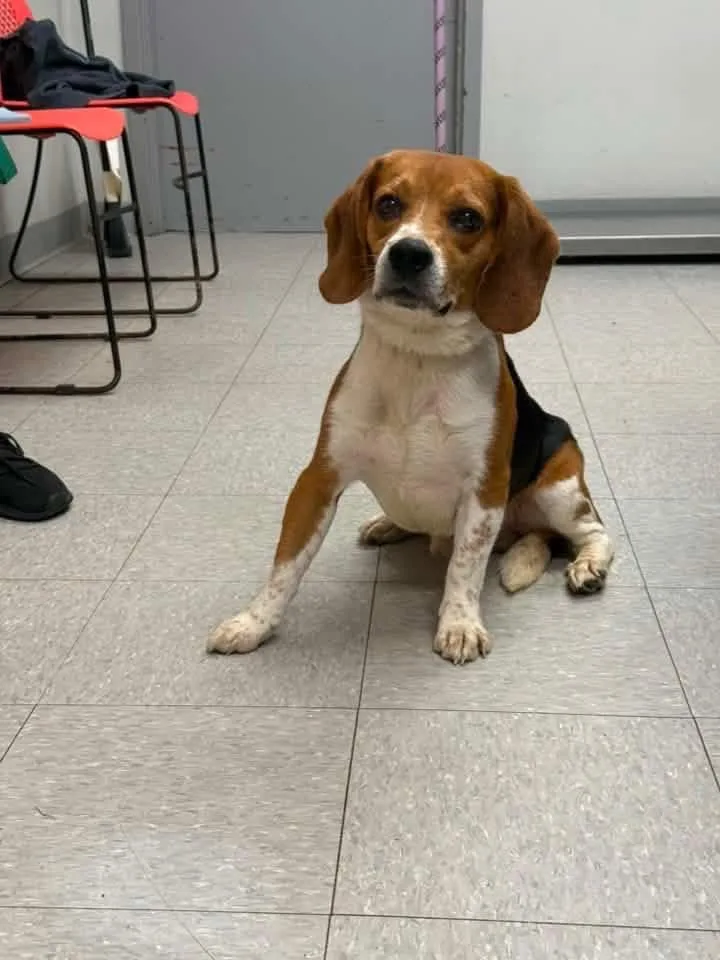 An adult medium-sized male Beagle dog named Randolph for adoption in Sorrento, LA