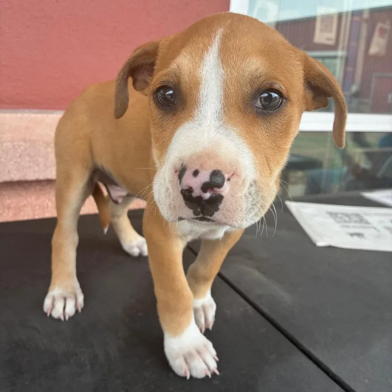 A baby small-sized male Brown / Chocolate American Staffordshire Terrier dog named Dominic for adoption in San Antonio, TX