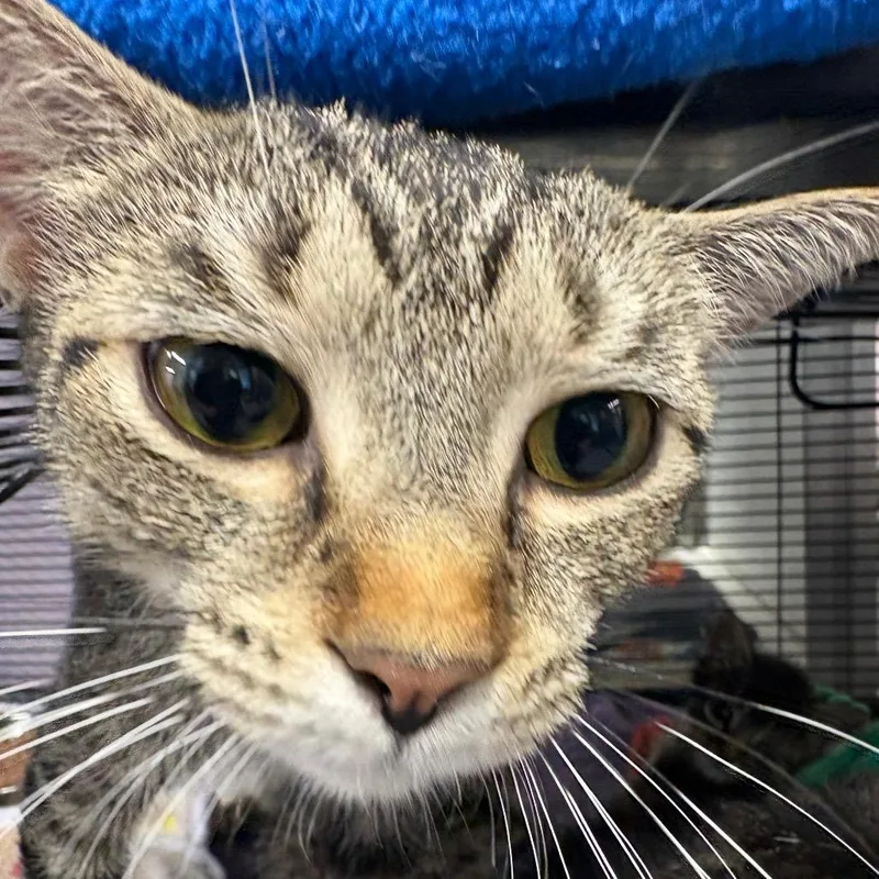 An adult medium-sized female Brown / Chocolate Domestic Short Hair cat named Castle for adoption in Binghamton, NY