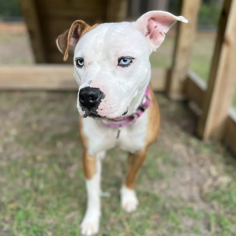 A young medium-sized female Pit Bull Terrier dog named Luna for adoption in Ayden, NC