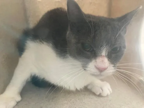 An adult medium-sized female Domestic Short Hair cat named Makaroni for adoption in Staten Island, NY