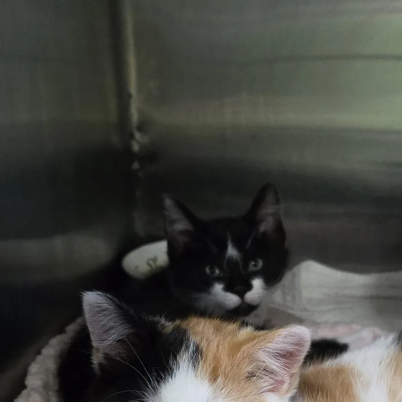 A baby small-sized male Black Domestic Short Hair cat named Cardinal for adoption in Tawas City, MI