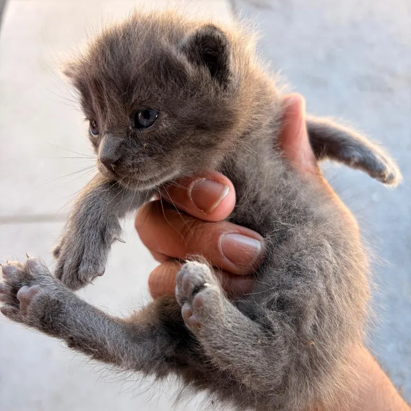 A baby small-sized male Gray / Blue / Silver Domestic Short Hair cat named Doodle D for adoption in Leander, TX