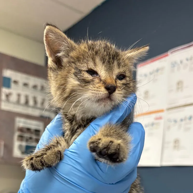 A baby small-sized female Brown / Chocolate Domestic Short Hair cat named Aqua for adoption in Newark, NJ