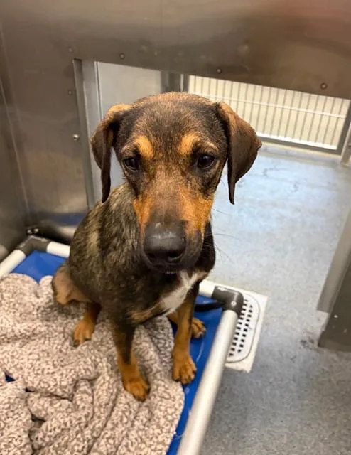 An adult large-sized female Mixed Breed dog named Canela for adoption in Dallas, TX