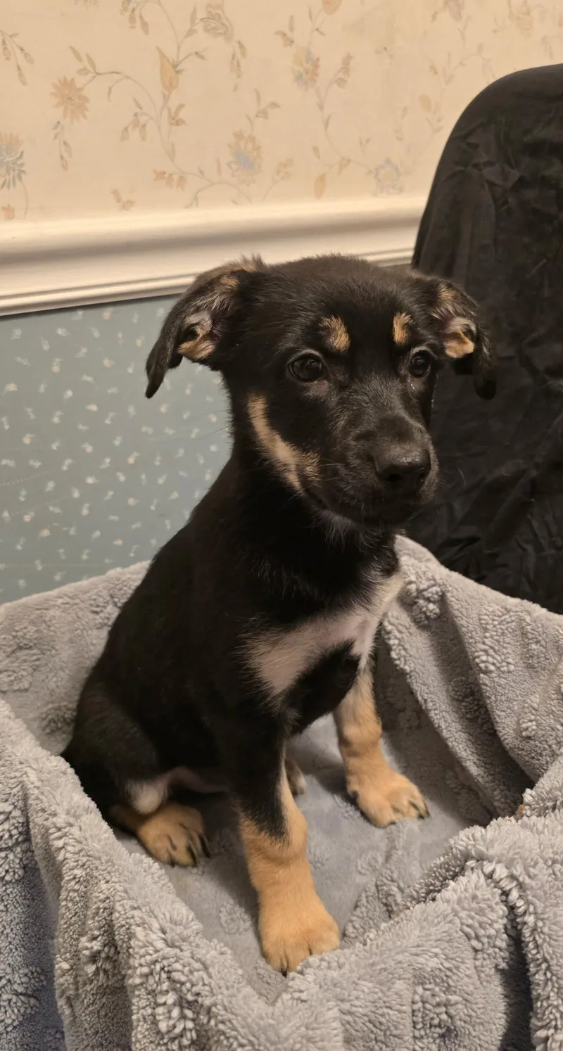 A baby small-sized female Black German Shepherd Dog dog named Sierra for adoption in Bloomsdale, MO