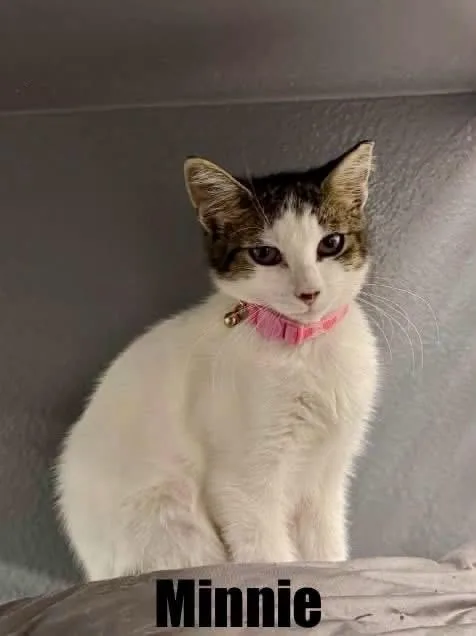 A baby medium-sized male Domestic Short Hair cat named Robyn for adoption in Staten Island, NY