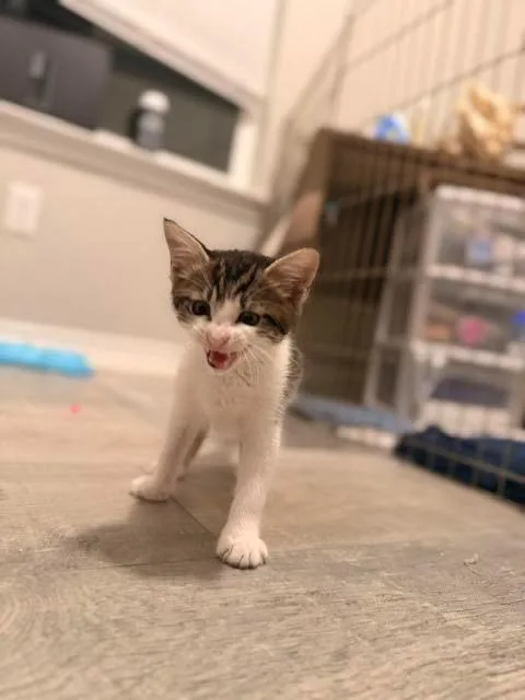 Frankie Stein thumbnail 3