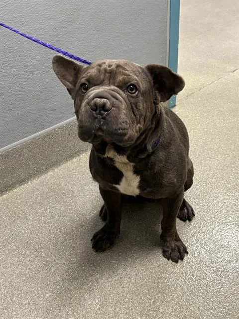 A young medium-sized male American Bulldog dog named Snorttington for adoption in Las Vegas, NV