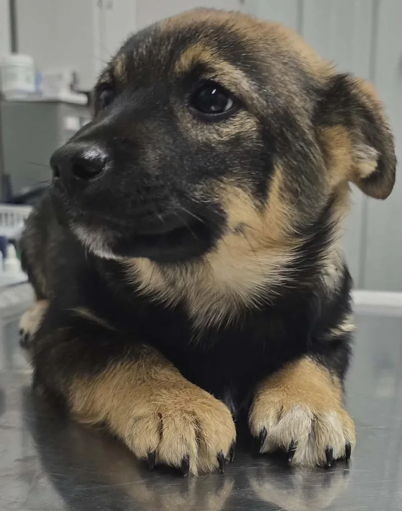 A baby small-sized male Australian Shepherd dog named Jack for adoption in Hillsdale, IN