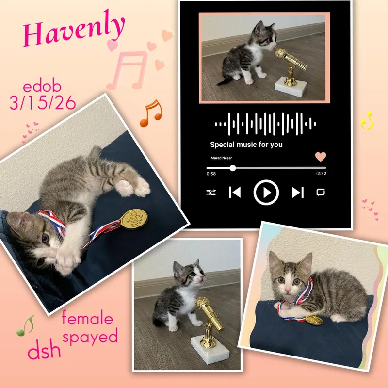 A baby medium-sized female Black Domestic Short Hair cat named Havenly ORT for adoption in Missouri City, TX