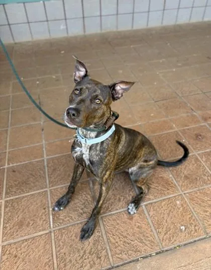 An adult small-sized female Mixed Breed dog named Puakenikeni for adoption in Honolulu, HI