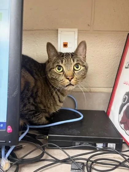 An adult medium-sized male Domestic Short Hair cat named Bleu for adoption in Westland, MI