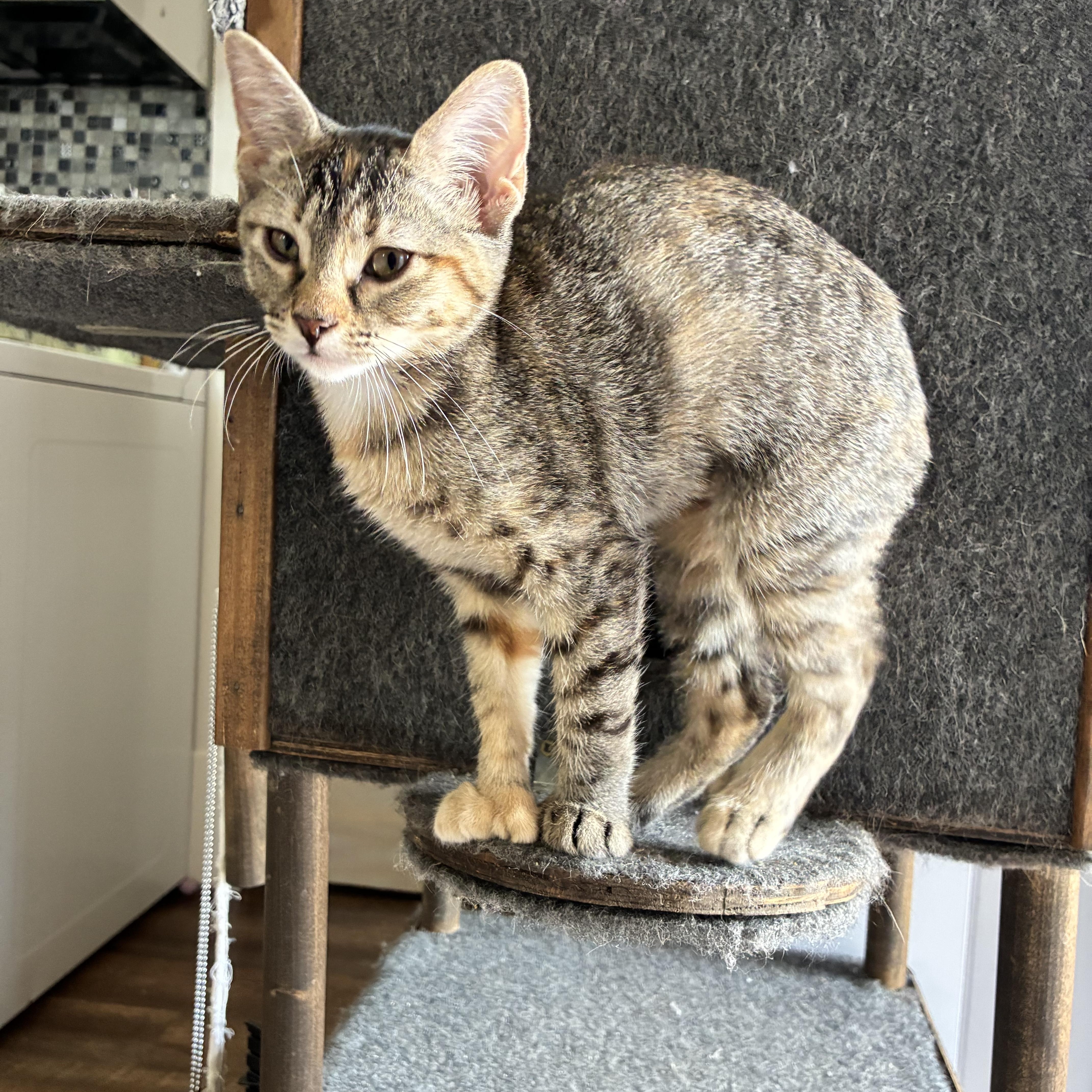 A baby medium-sized female Tabby (Brown / Chocolate) Extra-Toes Cat / Hemingway Polydactyl cat named Tudy for adoption in Peoria, IL