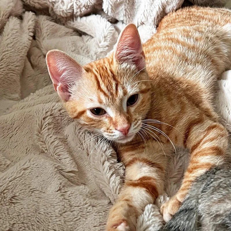 A baby medium-sized male Orange / Red Domestic Short Hair cat named Lazy River for adoption in Apex, NC